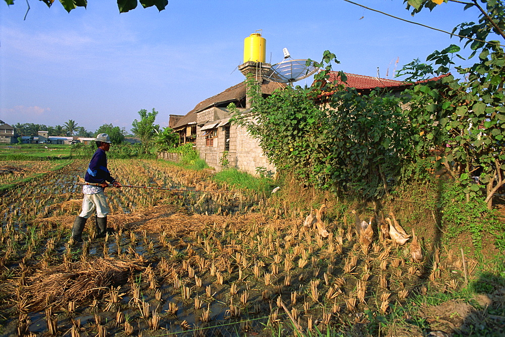 Local duck farmer herding his ducks with a pole, near Ubud, Bali, Indonesia, Southeast Asia, Asia