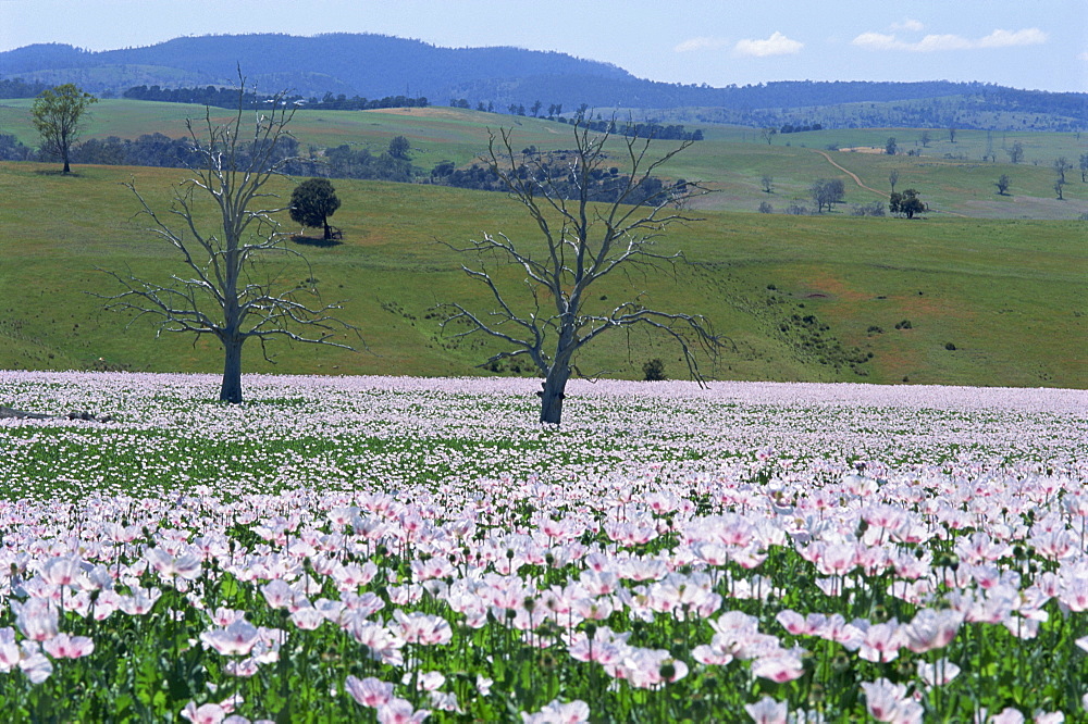 Fields of flowering opium poppies grown legally for morphine production, Tasmania, Australia, Pacific