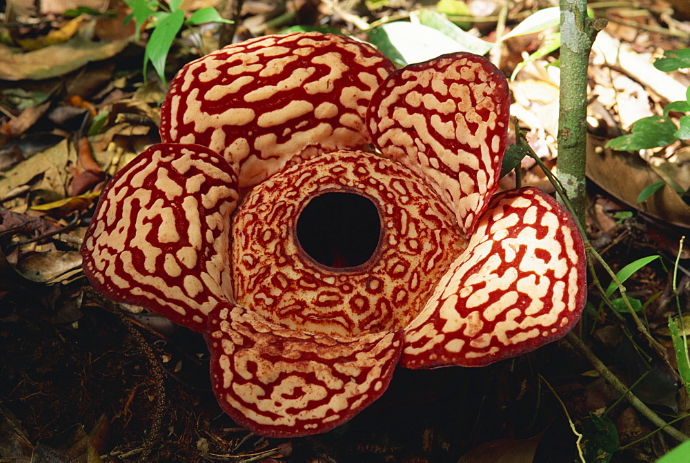 The Rafflesia, biggest flower in the world, no leaves and parasitises Tetrastigma vine, Sabah, Borneo, Malaysia, Southeast Asia, Asia