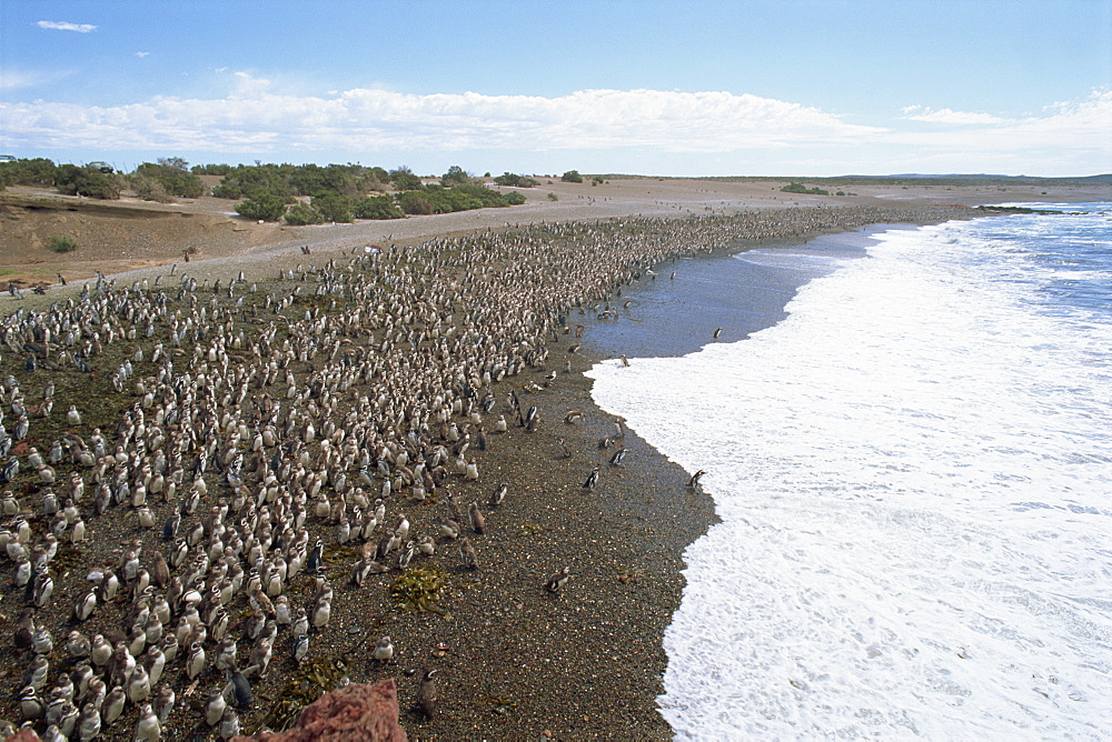 Thousands of Magellanic penguins gather at Punta Tombo to breed, Chubut, Argentina, South America