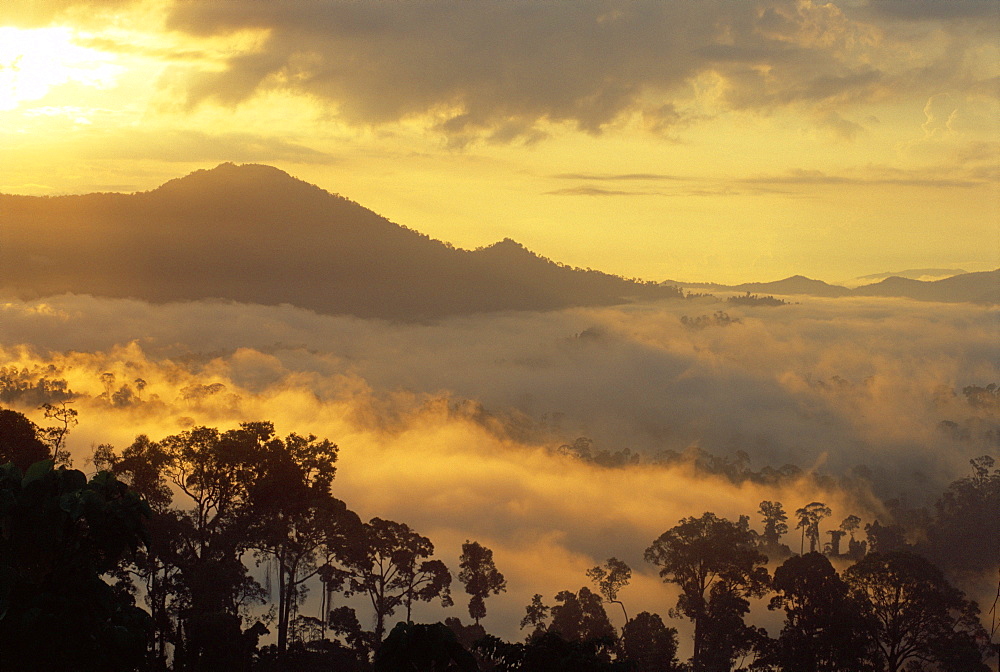 Dawn over Bukit or Mt.Danum and the virgin dipterocarp rainforest canopy, Danum Valley, Sabah, Borneo, Asia 