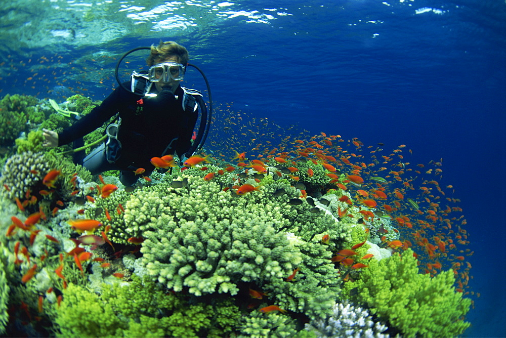 Diver with Anthias fish swimming around hard coral, Laguna Reef, Straits of Tiran, Red Sea, Egypt, North Africa, Africa