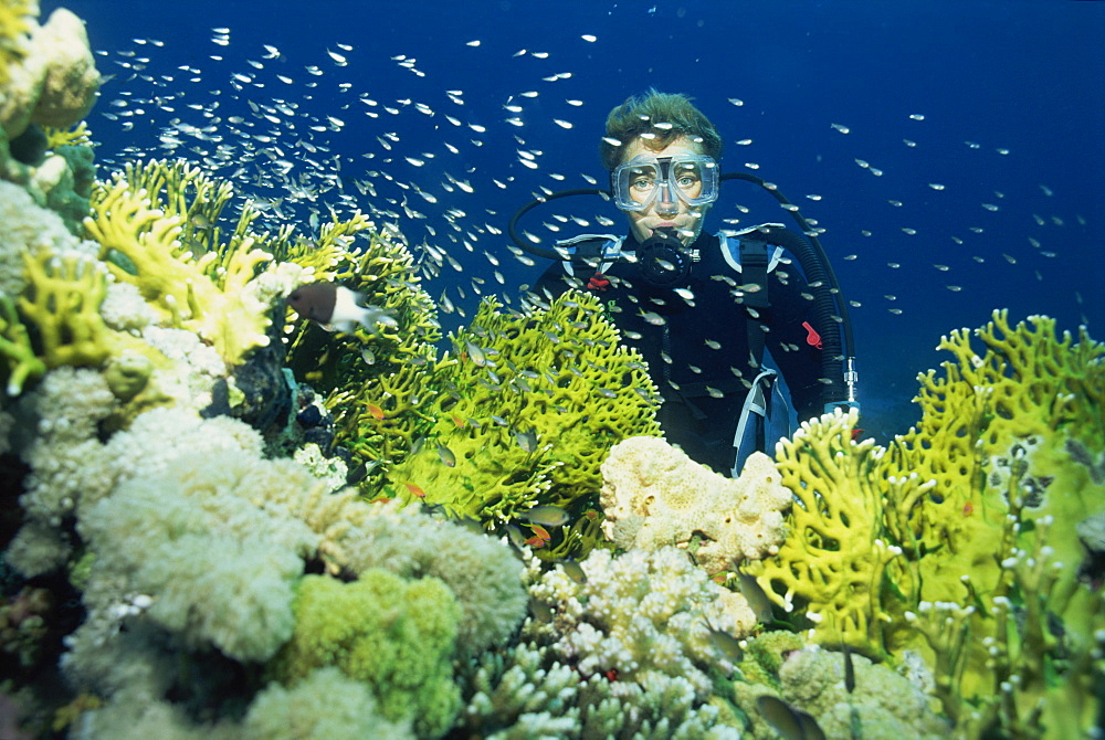 Diver with Anthias fish swimming around hard coral, Gordon Reef, Straits of Tiran, Red Sea, Egypt, North Africa, Africa