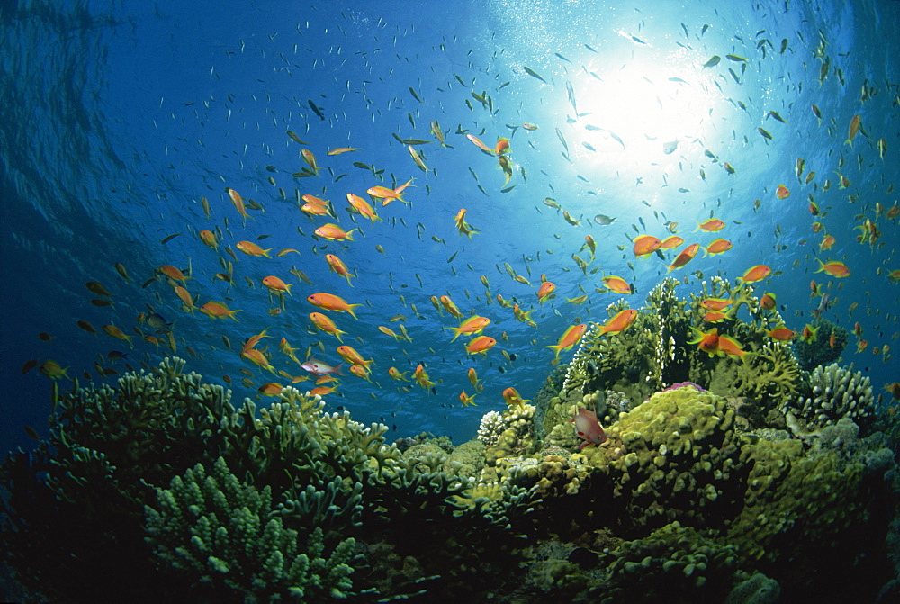 Reef scene with Anthias fish and coral, Red Sea, Egypt, Africa