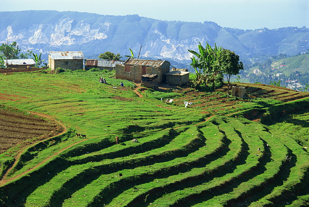 Terracing on small farm, Godet, Haiti, West Indies, Caribbean, Central America