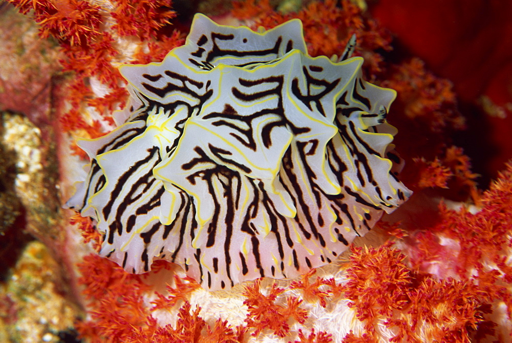 Nudibranch on red soft coral (Dendronephthya), Red Sea, North Africa, Africa