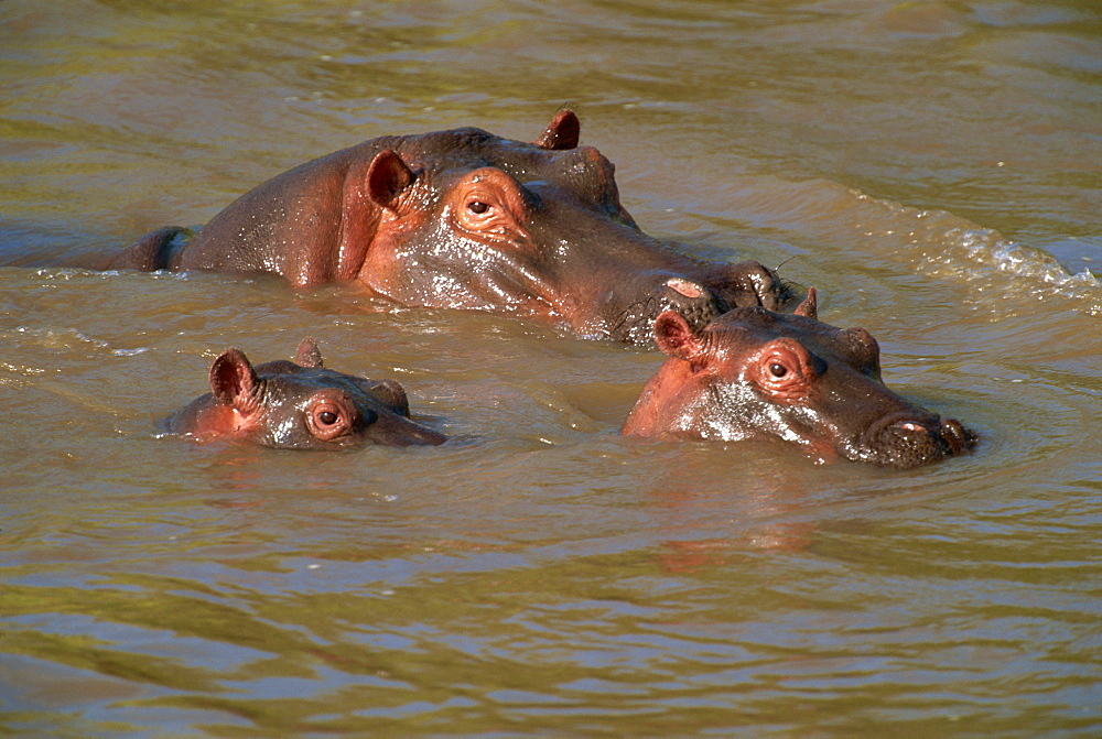 Hippos (Hippopotamus amphibius) relaxing in the Mara River, Masai Mara, Kenya, East Africa, Africa