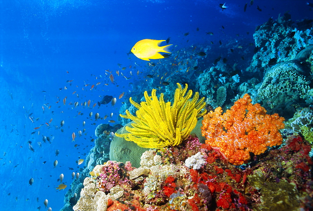 Colourful Crinoids and Solt Corals at Hanging Gardens, Sipadan Island, Sabah, Malaysia