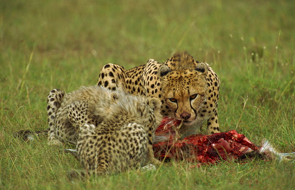 Cheetah (Acinonyx jubatus), with cubs and prey, Masai Mara, Kenya, East Africa, Africa