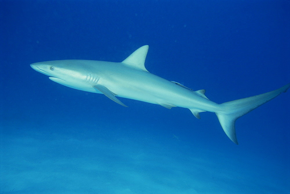 Caribbean reef shark (Carcharinus perezi)