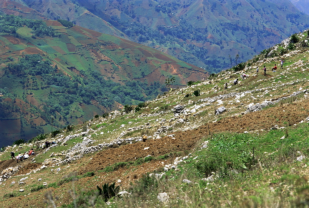 People working in steep mountain fields, at 2000m, Haiti, West Indies, Central America