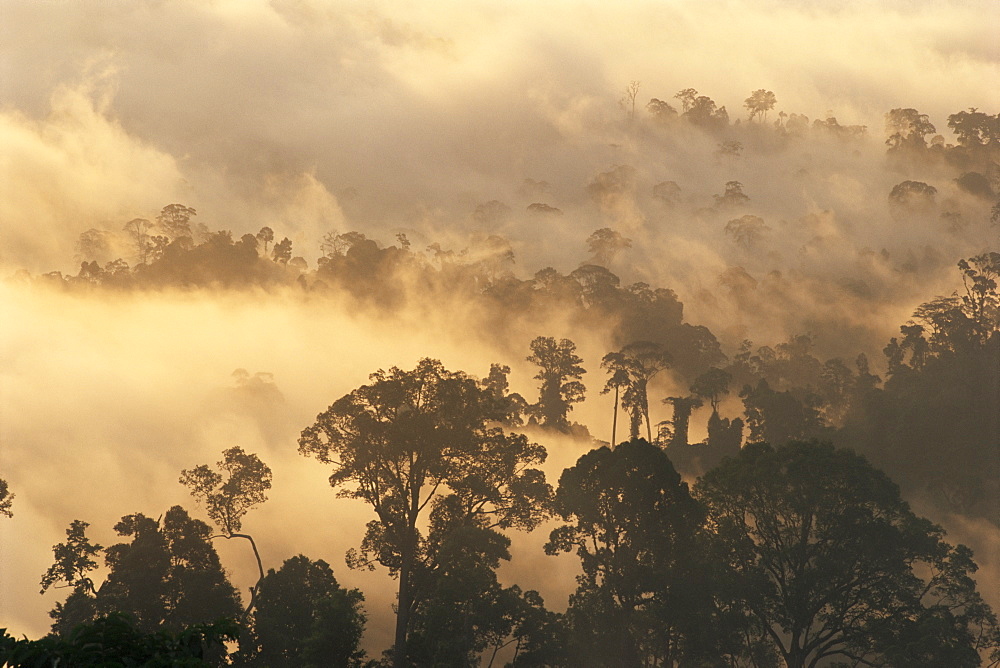 Rain forest, Borneo, Southeast Asia, Asia