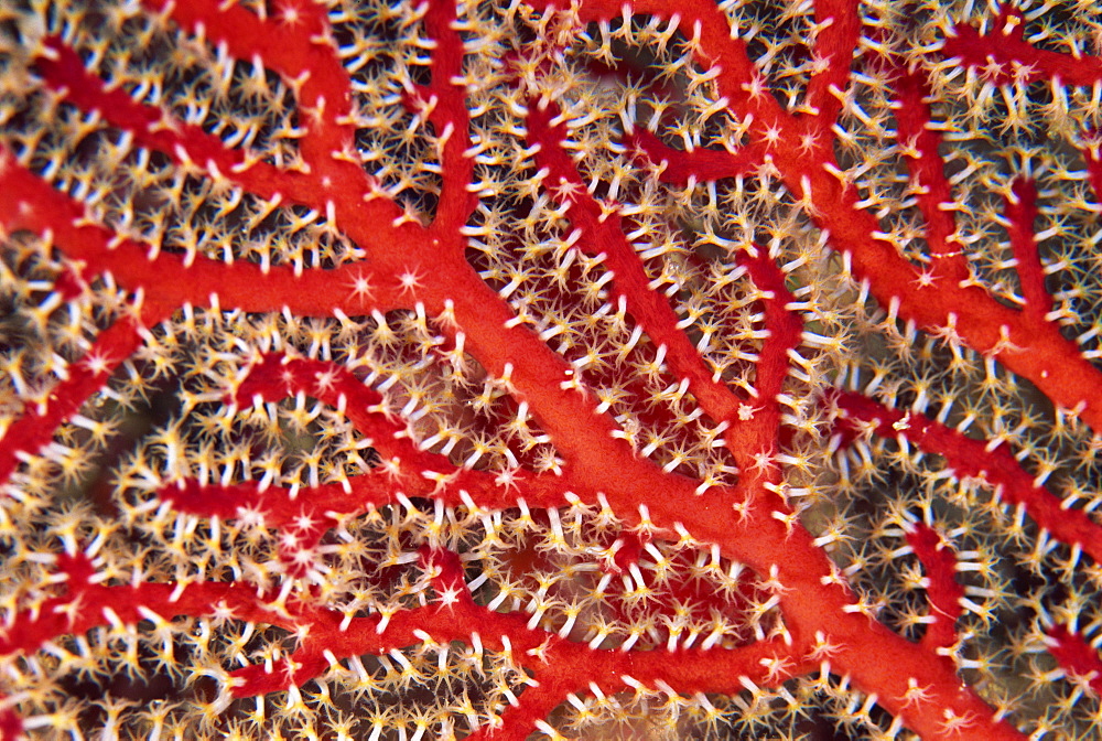 Close-up of red sea fan, member of the octocoral family, Subergorgia species, Fiji, Pacific