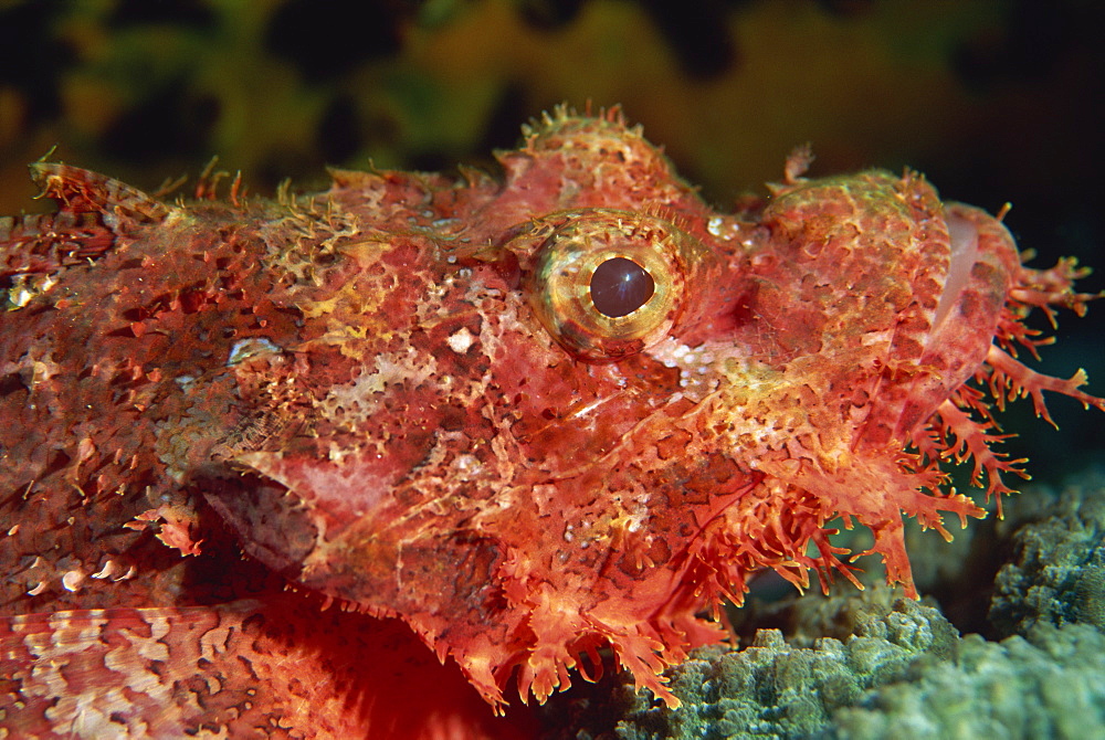 Scorpion fish (Scorpaenopsis) have venomous spines for defence, Similan Islands, Thailand, Southeast Asia, Asia