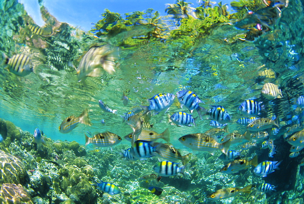 Crowd of tropical reef fish including scissortail sergeants and grunts, Solomon Islands, Pacific Ocean