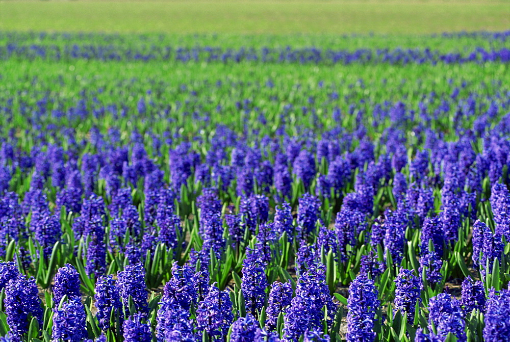 Field of blue hyacinths at Lisse in the Netherlands, Europe