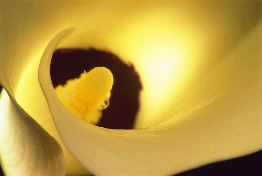 Close-up of arum