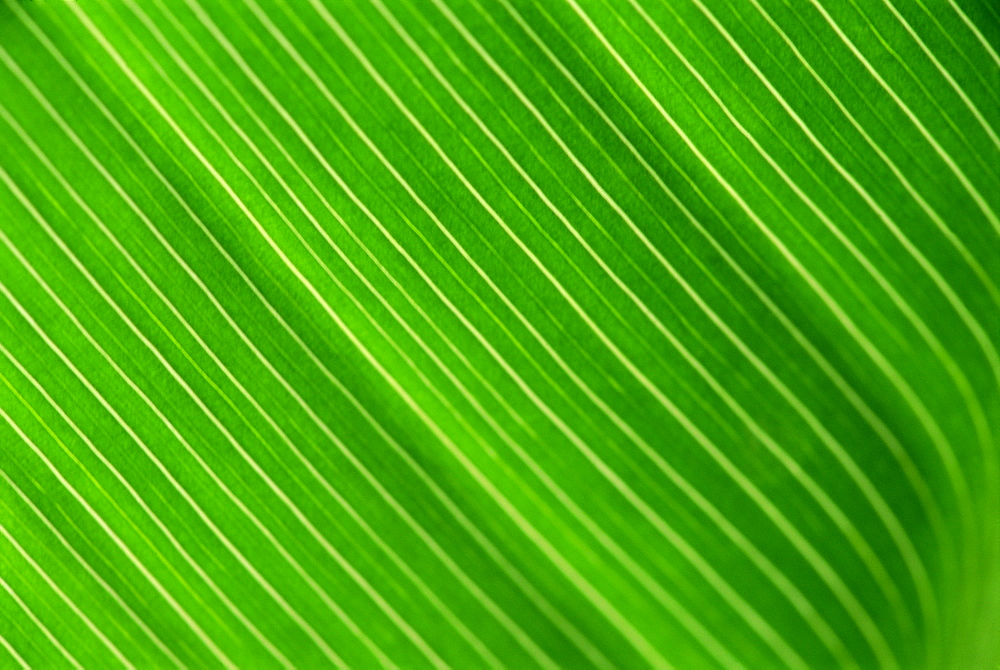 Close-up of a banana leaf