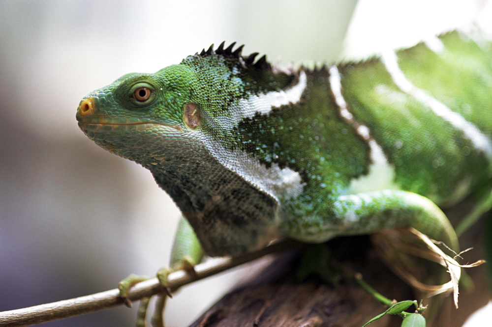 Fijian crested iguana, endemic to Fiji, Brachylophus vitiensis, one of the world's rarest reptiles, Kulu Wildlife Park, Fiji, Pacific Islands, Pacific