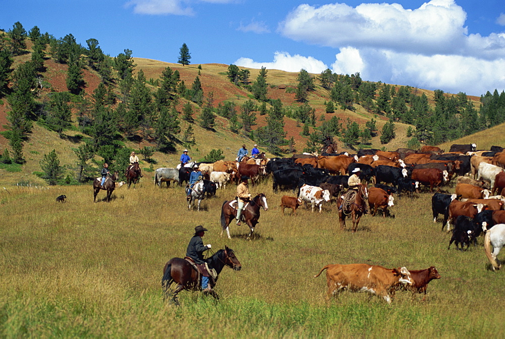 Cattle round-up in high pasture, Lonesome Spur Ranch, Lonesome Spur, Montana, United States of America, North America