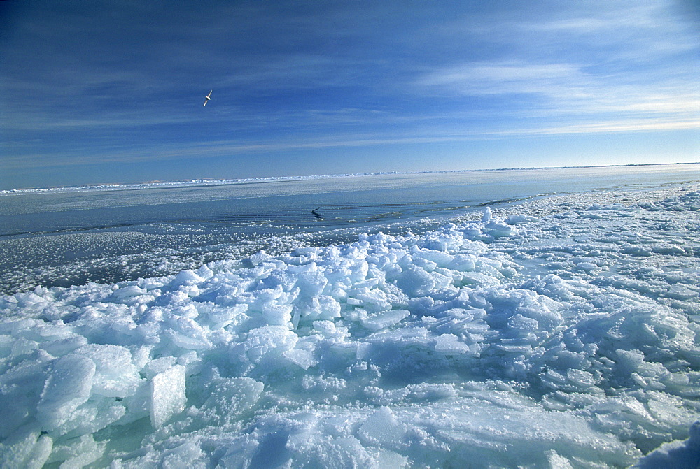 Fractured ice and newly frozen ice at edge of an open lead, an important environment for seals and birds, Spitsbergen, Svalbard, Arctic, Norway, Scandinavia, Europe