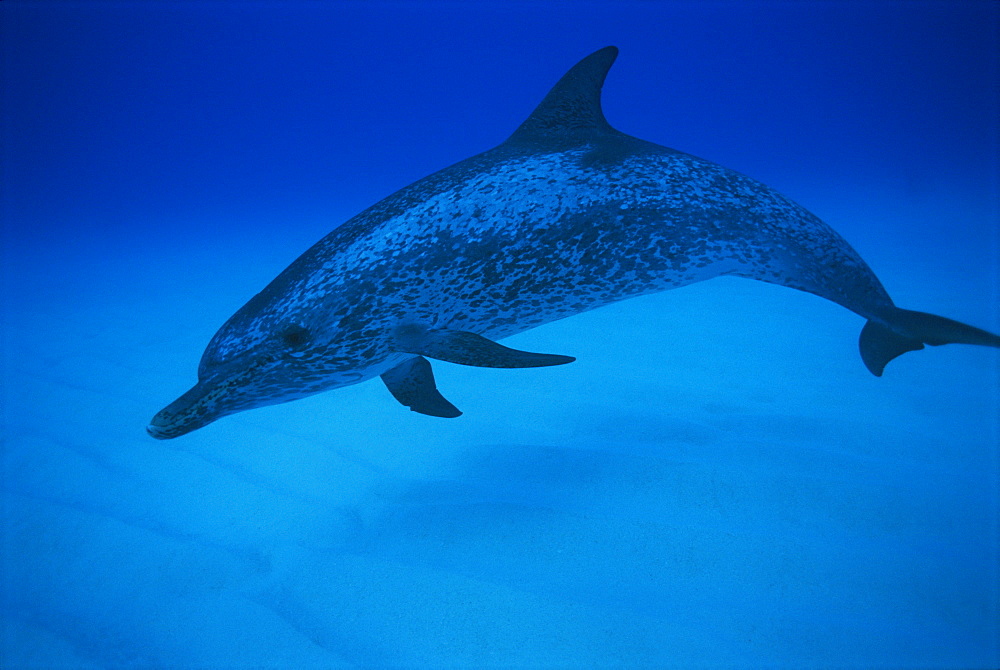 Spotted dolphin (Stenella frontalis) on Little Bahama Bank, Bahamas, West Indies, Central America