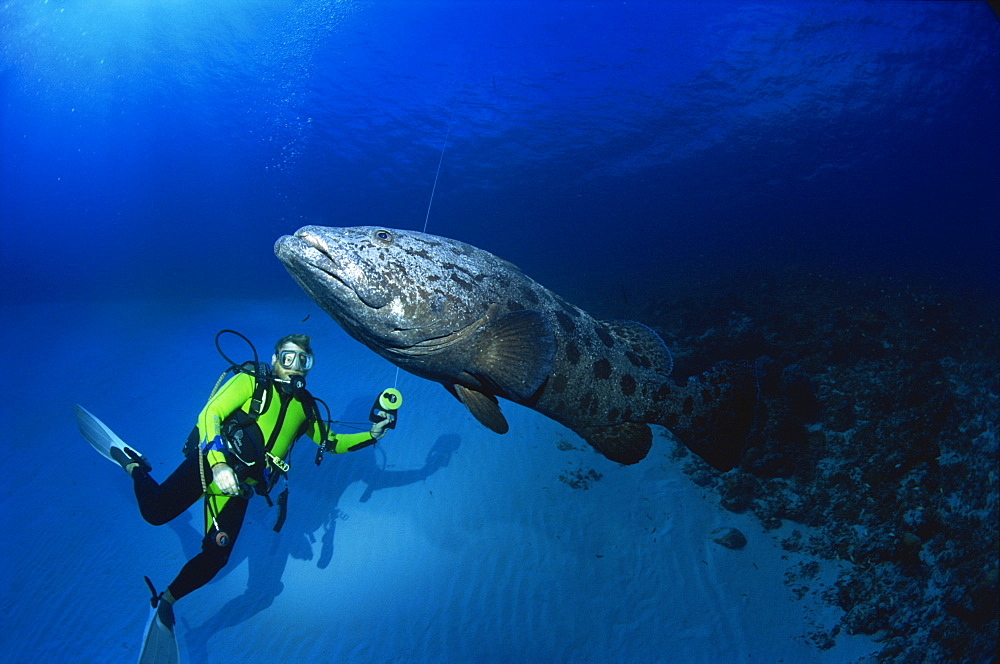 Potato groupers (Epinephelus tukula) are very large and rare due to being fished for food, and diver