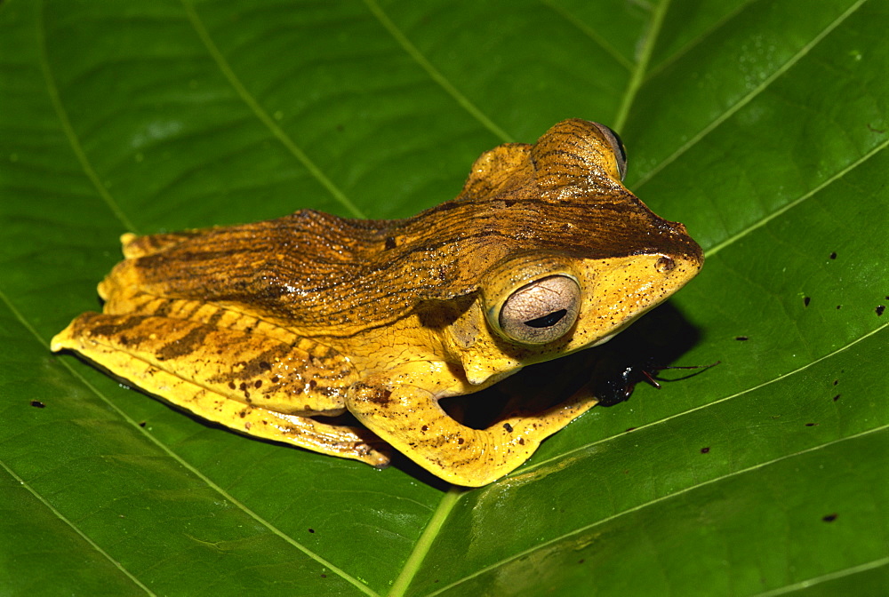 Unidentified Bornean tree frog species found in primary rainforest, Danum Valley, Sabah, Borneo, Malaysia, Southeast Asia, Asia