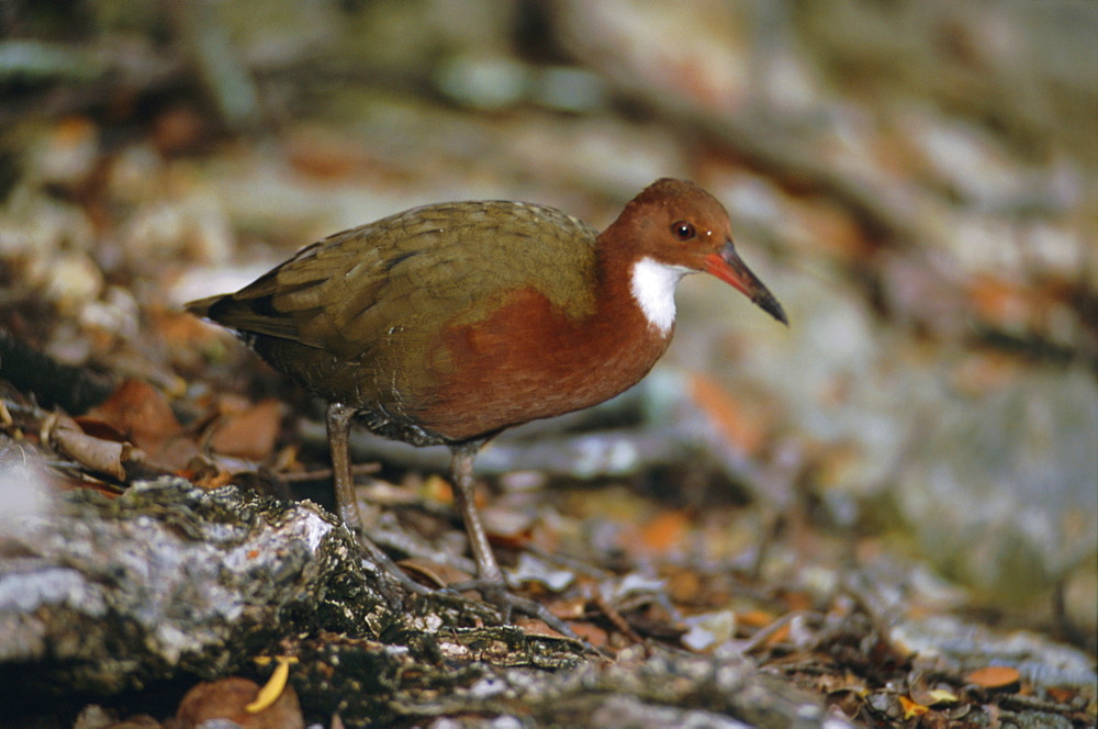 Close up of one of the world's rarest birds, Aldabra rail, last flightless bird of the Indian Ocean, Dryolinnas cuvieri aldabranus