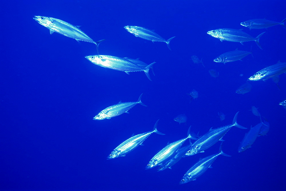 Double lined mackerel (Grammatoroynos bilineatus), Red Sea, Egypt, North Africa, Africa