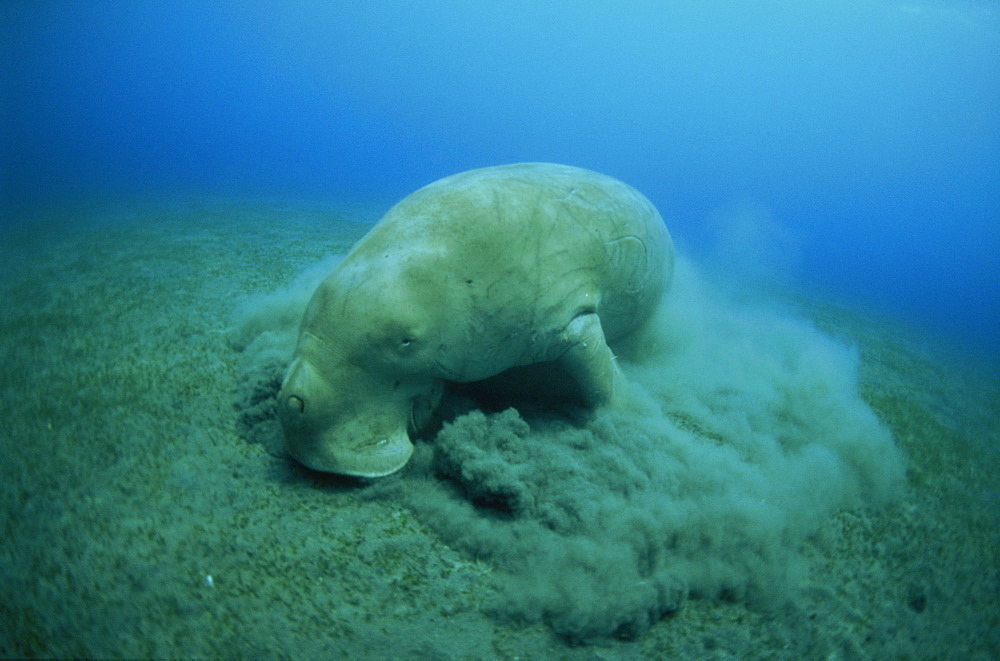 Feeding on sea grass, Endangered Dugong dugon, EPI Dugong, Vanuatu, Pacific Ocean, Pacific