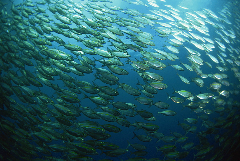 School of smooth tailed trevally near the jetty (Selaroides Leptolepis), Solomon Islands, Pacific Ocean, Pacific