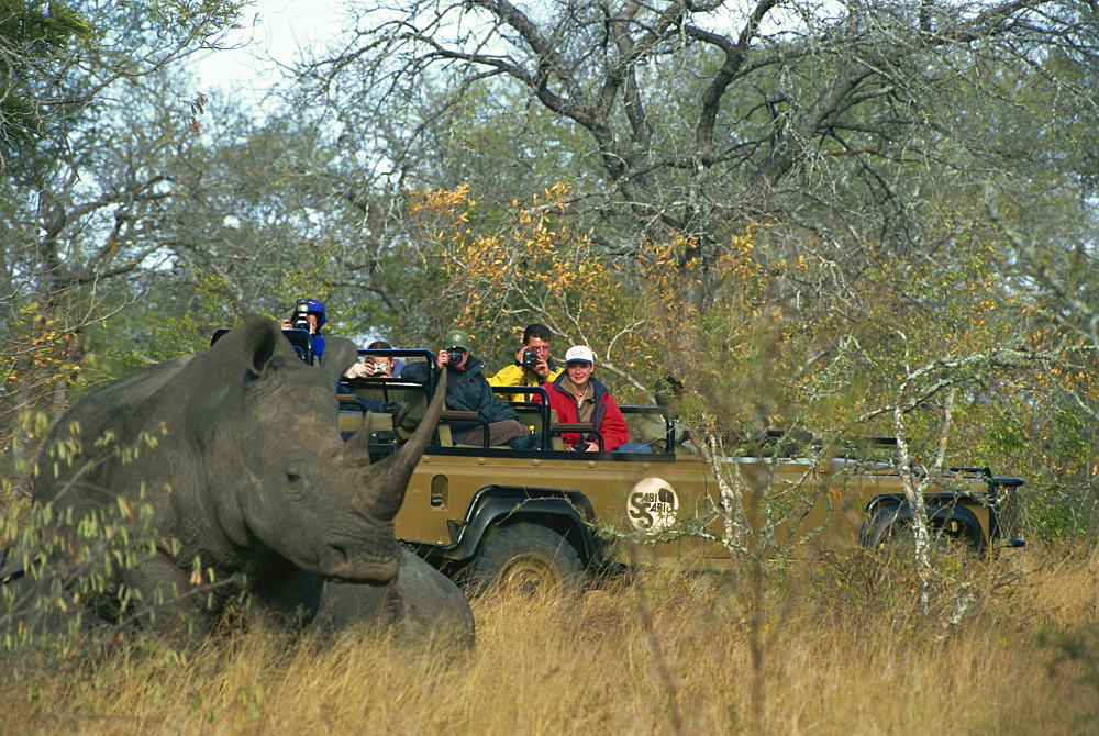 White rhino and calf watched by tourists from jeep, Sabi, South Africa, Africa