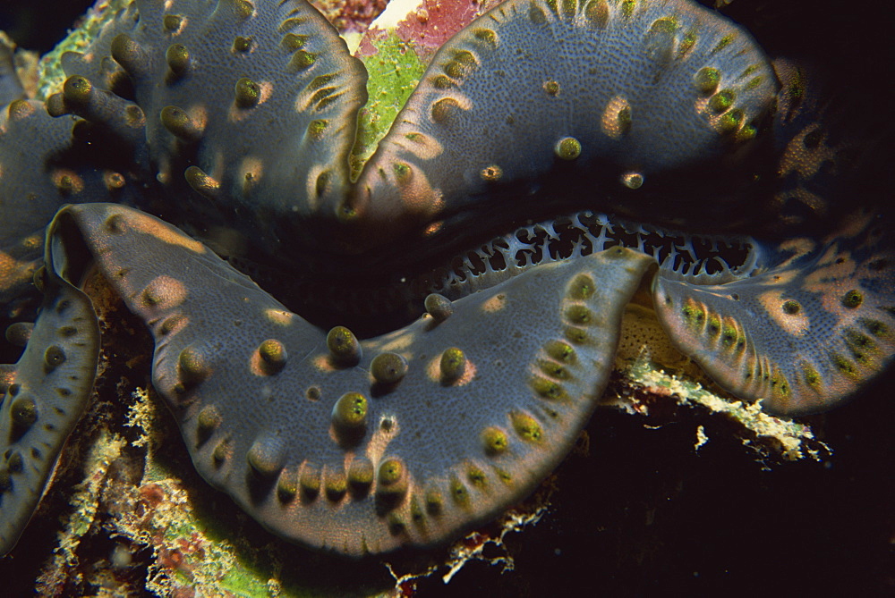 Looking into mouth of giant clam, Seychelles, Indian Ocean, Africa