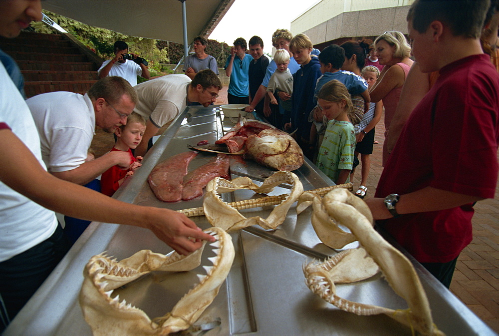 Lecture on sharks, Natal Sharks Board, Durban, South Africa, Africa