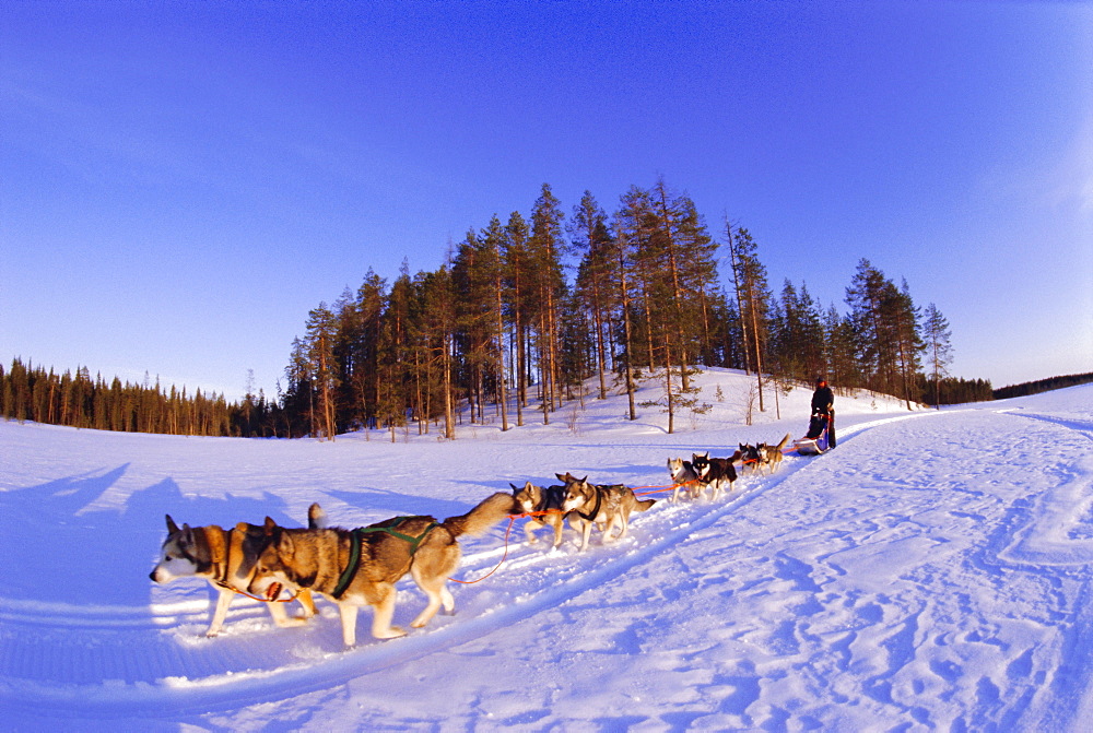 Driving a dogsled with a team of 8 Siberian huskies, Karelia, Finland, Europe