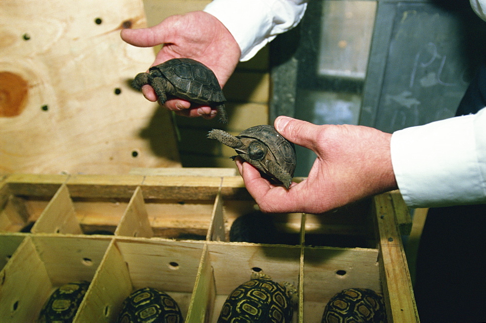 Inspector Tim Luffman inspects shipment of reptiles en route Tanzania to Japan, comprising five Aldabran tortoises, Customs, London Heathrow Airport, England, United Kingdom, Europe