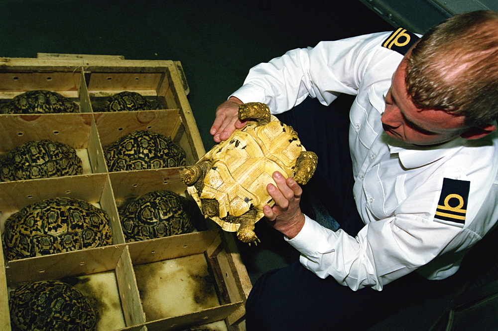 Inspector Tim Luffman inspects shipment of reptiles en route Tanzania to Japan, oversize Leopard Tortoise confiscated, Customs, London Heathrow Airport, England, United Kingdom, Europe