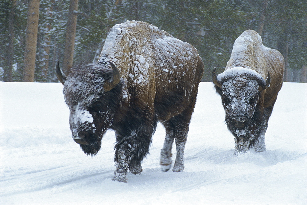 Bison walk through winter storm, Yellowstone National Park, UNESCO World Heritage Site, Montana, United States of America, North America