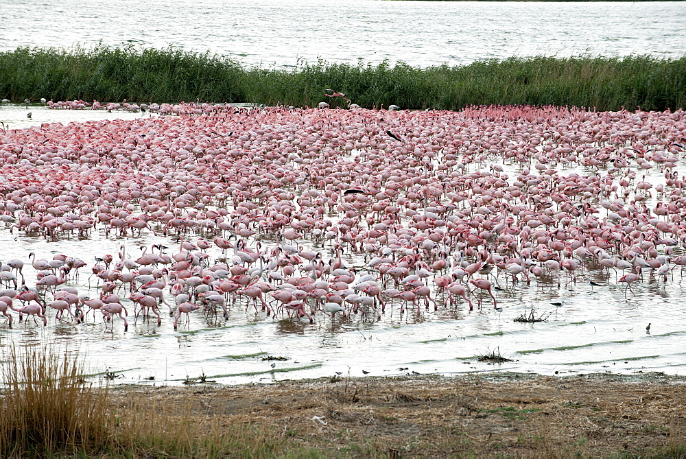 Kamfers Dam, a large pan north Kimberley, an important wetland with breeding colony of lesser flamingoes (Phoenicopterus minor), Northern Cape, South Africa, Africa