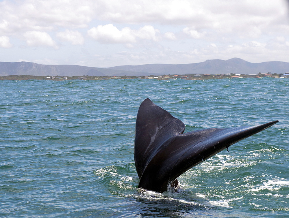 Southern right whale (Eubalaena australis) female adult tail in front of Kleinbaai, Western Cape, South Africa, Africa