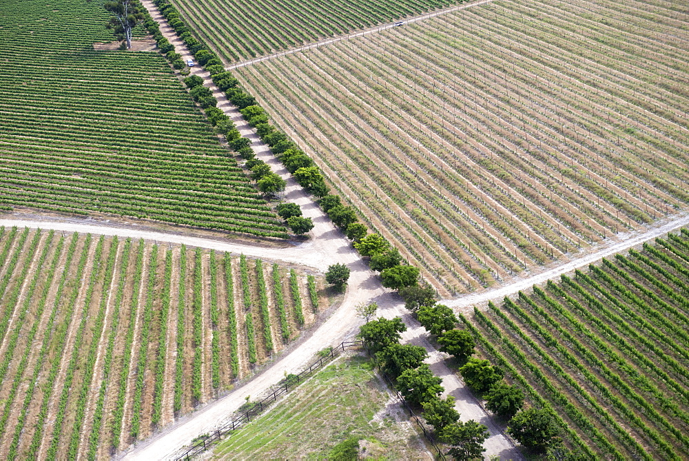 Aerial view of vineyards near Hermanus and Walker Bay, Overberg, Western Cape, South Africa, Africa