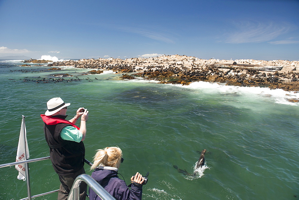 Tourists photographing and filming a fur seal (Arctocephalus pusillus) jumping out of the water, Cape fur seal colony offshore, Gansbaai, Western Cape, South Africa, Africa