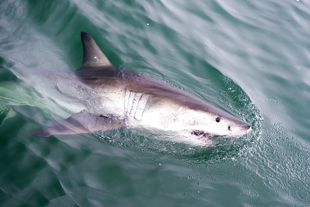 Great white shark (Carcharodon carcharias) at the surface at Kleinbaai in the Western Cape, South Africa, Africa