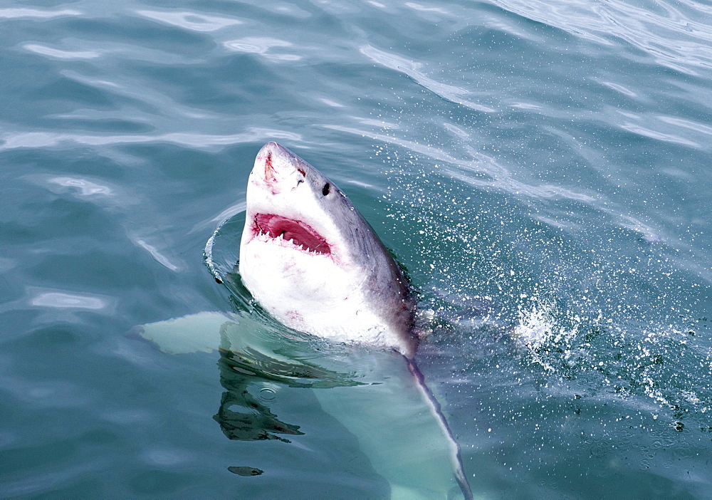 Great white shark (Carcharodon carcharias) at the surface at Kleinbaai in the Western Cape, South Africa, Africa