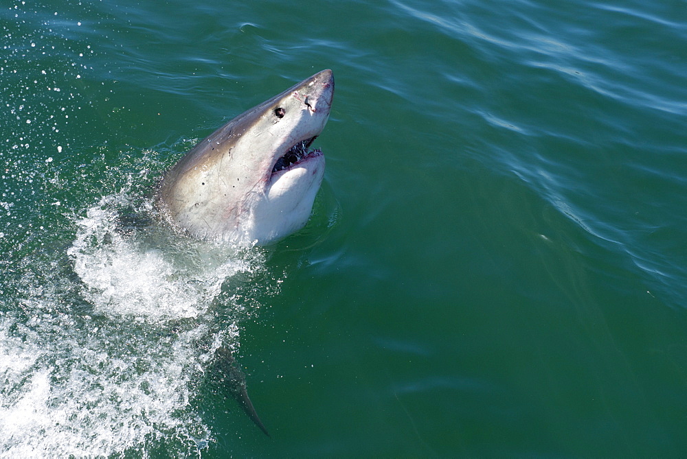 Great white shark (Carcharodon carcharias) at the surface at Kleinbaai in the Western Cape, South Africa, Africa