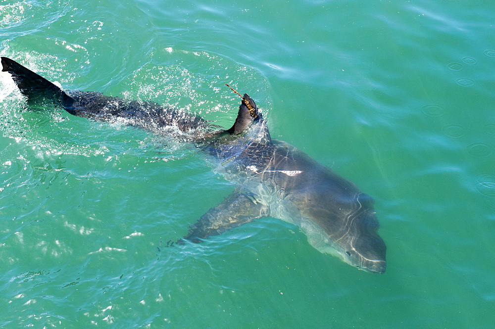 Satellite tagged great white shark (Carcharodon carcharias), Gansbaai, Klein Bay, Western Cape, South Africa, Africa