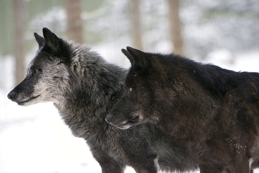 Two black melanistic variants of North American Timber wolf (Canis Lupus) in snow, Austria, Europe