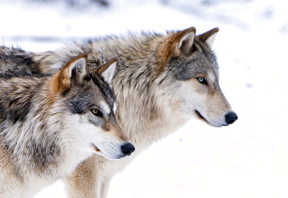 Two sub adult North American Timber wolves (Canis lupus) in snow, Austria, Europe