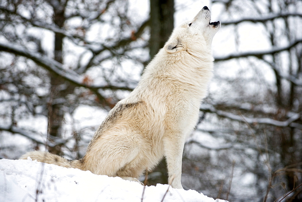 North American Timber wolf, Canis Lupus howling in the snow in deciduous forest.